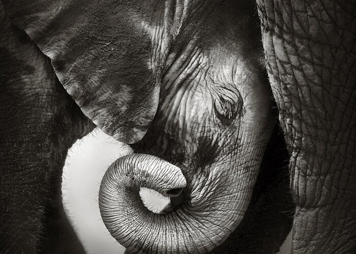 Elephant Greeting Card featuring the photograph Baby elephant seeking comfort by Johan Swanepoel
