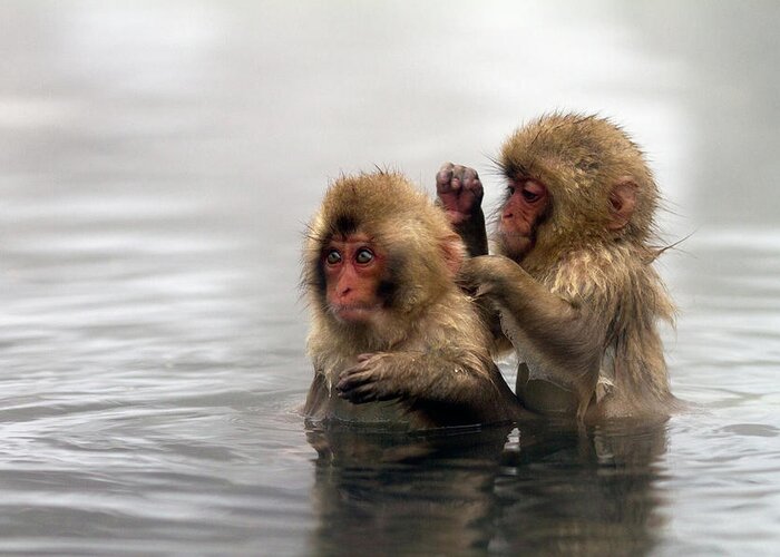 Animal Themes Greeting Card featuring the photograph Baby Japanese Macaques Snow Monkeys by Oscar Tarneberg