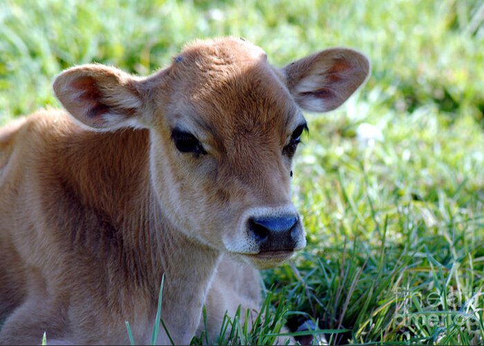baby jersey cow