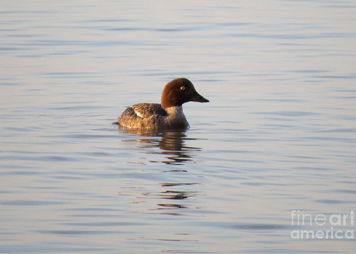 Water Greeting Card featuring the photograph Baby Merganser by Mary Mikawoz