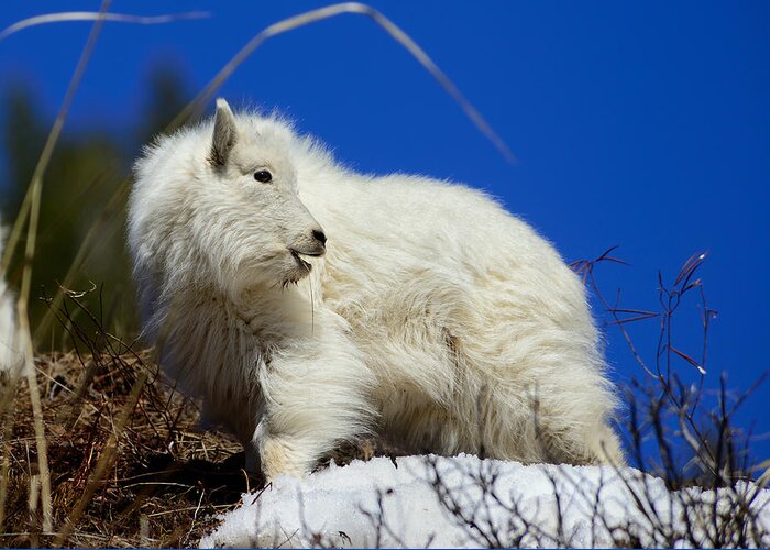 Mountain Goat Greeting Card featuring the photograph Baby Mountain Goat by Greg Norrell