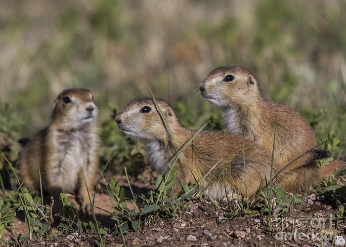 Dogs Greeting Card featuring the photograph Baby Prairie Dogs by Steve Triplett