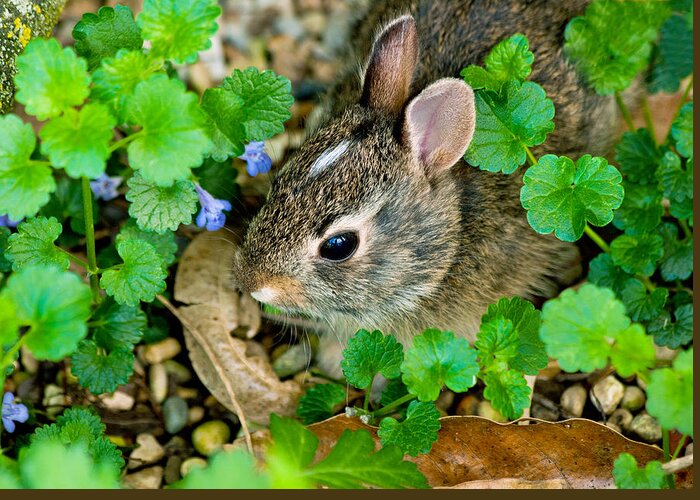 Nature Greeting Card featuring the photograph Baby Rabbit by Virginia Folkman