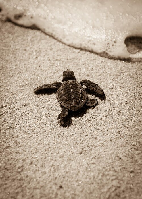 Baby Loggerhead Greeting Card featuring the photograph Baby Sea Turtle by Sebastian Musial