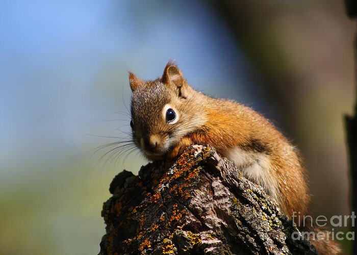 Animal Greeting Card featuring the photograph Baby Squirrel by Teresa Zieba