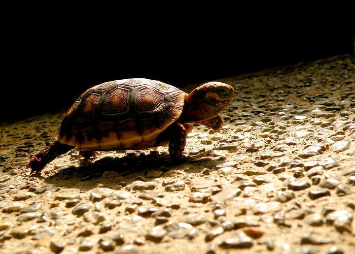 Turtle Greeting Card featuring the photograph Baby Steps by Micki Findlay