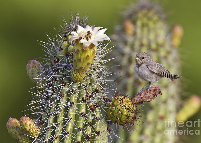 Verdin Greeting Card featuring the photograph Baby verdin on cactus by Bryan Keil
