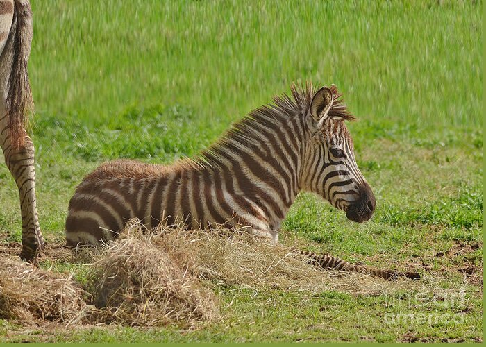 Zebra Greeting Card featuring the photograph Baby Zebra Resting by Kathy Baccari