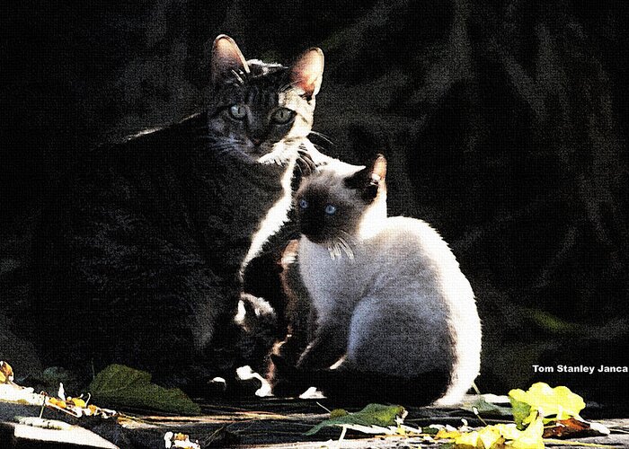 Back Yard Wild Cats Greeting Card featuring the photograph Back Yard Wild Cats by Tom Janca