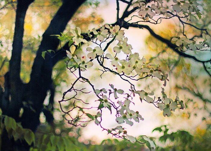 Dogwood Greeting Card featuring the photograph Backlit Blossom by Jessica Jenney