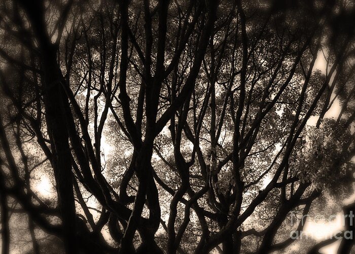 Tree Greeting Card featuring the photograph Backlit Branches of a Majestic Tree II by Beverly Claire Kaiya