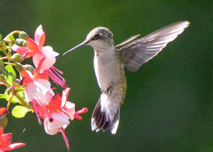 Ruby Throated Hummingbird Greeting Card featuring the photograph Backlit Fuchsia and Hummer by Amy Porter