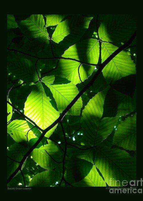 Leaf Greeting Card featuring the photograph Backlit Green Leaves by Patricia Overmoyer