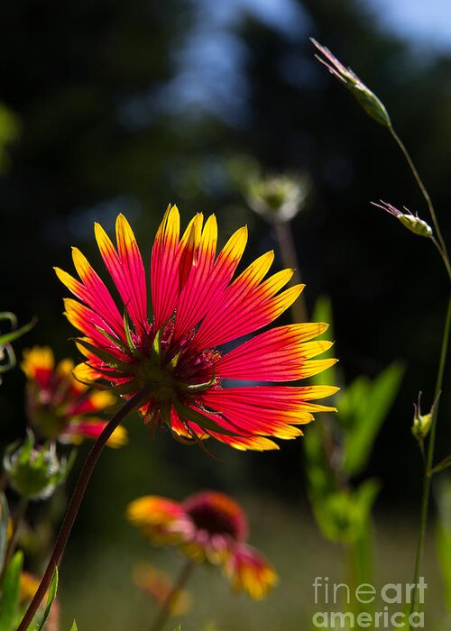 Indian Blanket Greeting Card featuring the photograph Backlit Indian Blanket by Jim McCain