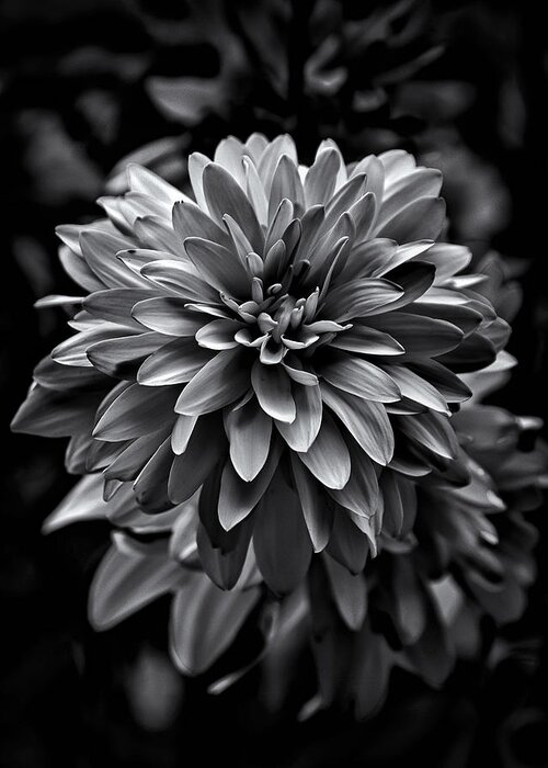 Abstract Greeting Card featuring the photograph Backyard Flowers In Black And White 15 by Brian Carson