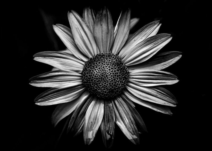 Abstract Greeting Card featuring the photograph Backyard Flowers In Black And White 18 by Brian Carson