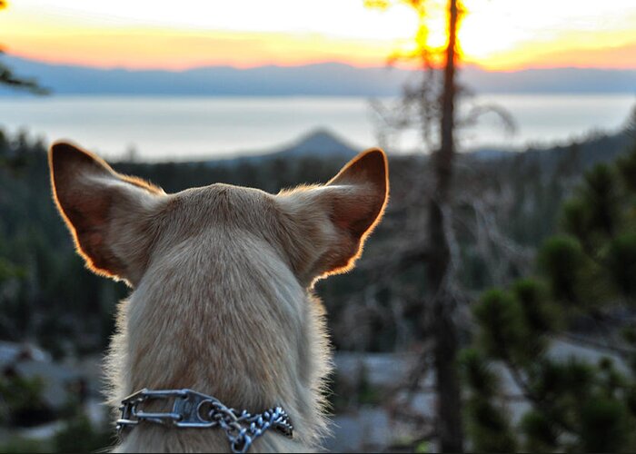 Bailey Greeting Card featuring the photograph Bailey and Sunset - Lake Tahoe - Nevada by Bruce Friedman