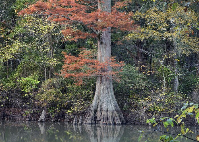 Tim Fitzharris Greeting Card featuring the photograph Bald Cypress In White River Nrw Arkansas by Tim Fitzharris