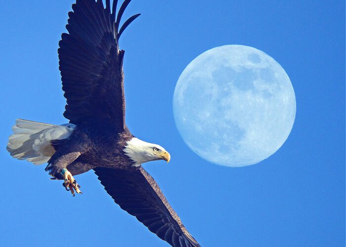 Bald Eagle And Full Moon Greeting Card featuring the photograph Bald Eagle and Full Moon by Raymond Salani III