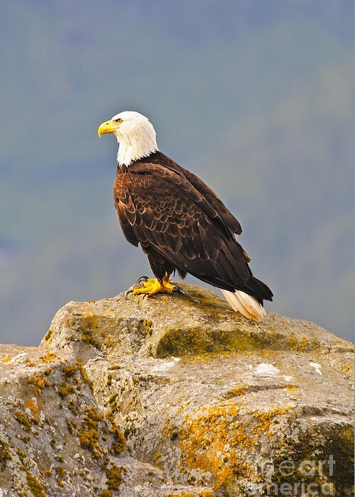 Bald Eagle Greeting Card featuring the photograph Bald Eagle by Edward Kovalsky