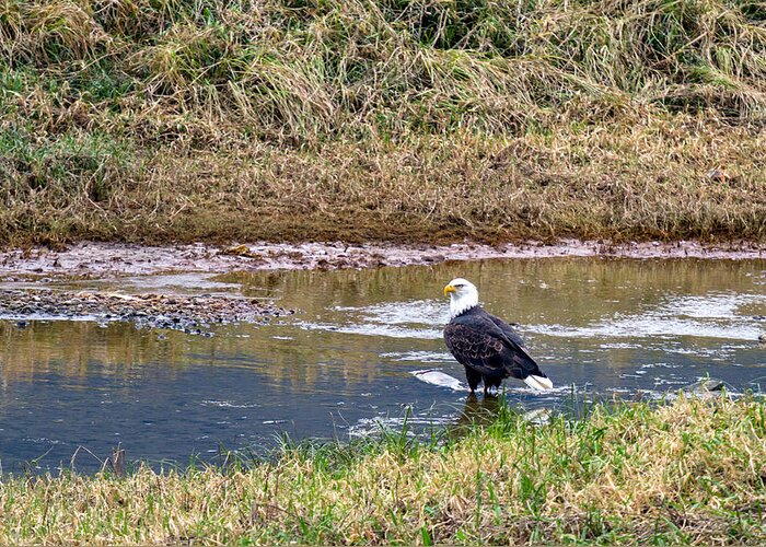 Adult Greeting Card featuring the photograph Bald Eagle Feeding on Salmon by Michael Russell