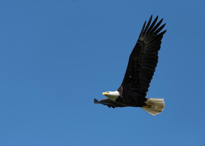 Haliaeetus Leucocephalus Greeting Card featuring the photograph Bald Eagle In Flight by Dr P. Marazzi/science Photo Library