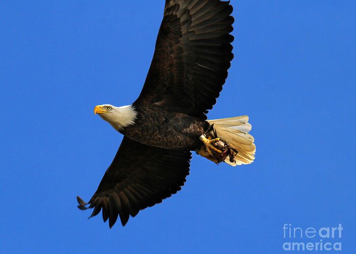Eagle Greeting Card featuring the photograph Bald Eagle in Flight by Roger Becker