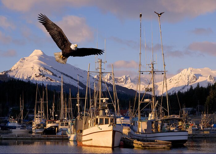 Auke Greeting Card featuring the photograph Bald Eagle In Flight Through Auke Bay by John Hyde