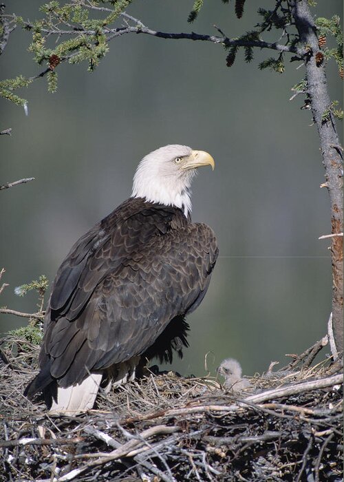 Feb0514 Greeting Card featuring the photograph Bald Eagle On Nest With Chick Alaska by Michael Quinton