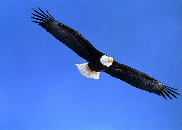 Eagle Greeting Card featuring the photograph Bald Eagle by William Ervin/science Photo Library
