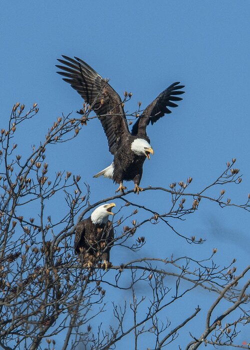 Marsh Greeting Card featuring the photograph Bald Eagles Screaming DRB169 by Gerry Gantt