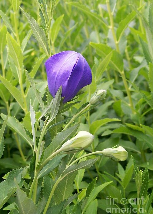 Platycodon Grandiflorus Greeting Card featuring the photograph Balloon Flower Ready to Launch by Laurie Eve Loftin