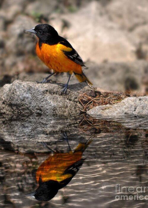 Bird Greeting Card featuring the photograph Baltimore Oriole by Elaine Manley