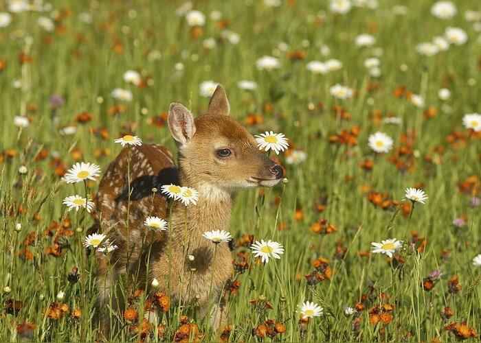 Fawn Greeting Card featuring the photograph Bambi by Jack Milchanowski