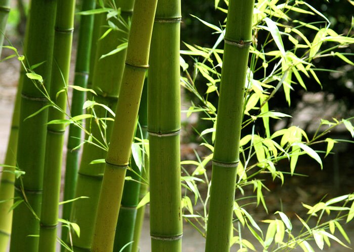 Feng Shui Greeting Card featuring the photograph Bamboo 1 by James Knight