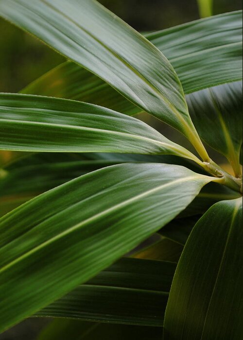 Bamboo Greeting Card featuring the photograph Bamboo Foliage Pseudosasa japonica by Nathan Abbott