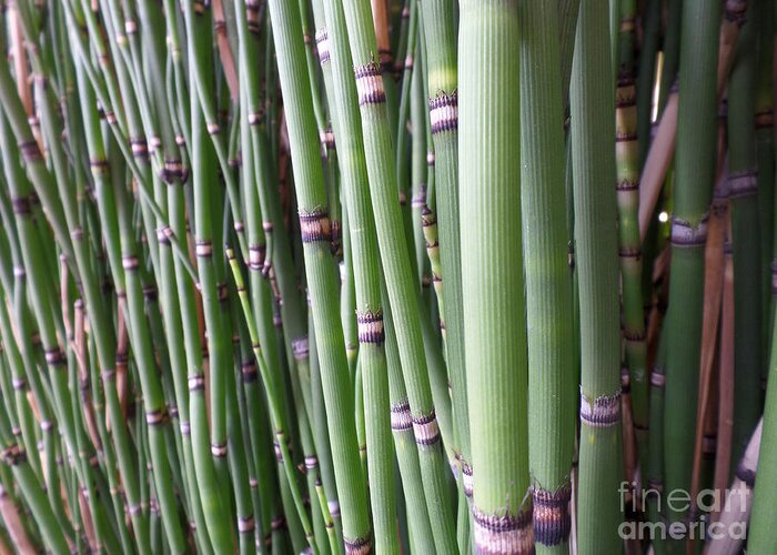 Bamboo Greeting Card featuring the photograph Bamboo by HEVi FineArt