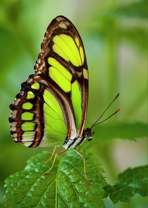 Insect Greeting Card featuring the photograph Bamboo Page Butterfly Philaethria Dido by Ed Reschke