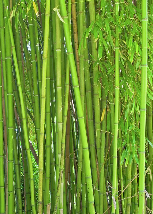Tropical Rainforest Greeting Card featuring the photograph Bamboo Plants by Kerrick
