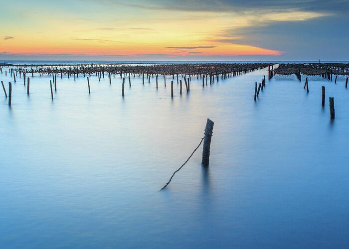 Tranquility Greeting Card featuring the photograph Bamboo Poles And Rope In Oyster Farm by Samyaoo