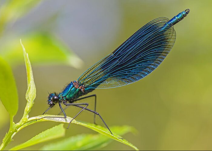 Nis Greeting Card featuring the photograph Banded Demoiselle Damselfy Male by Alex Huizinga