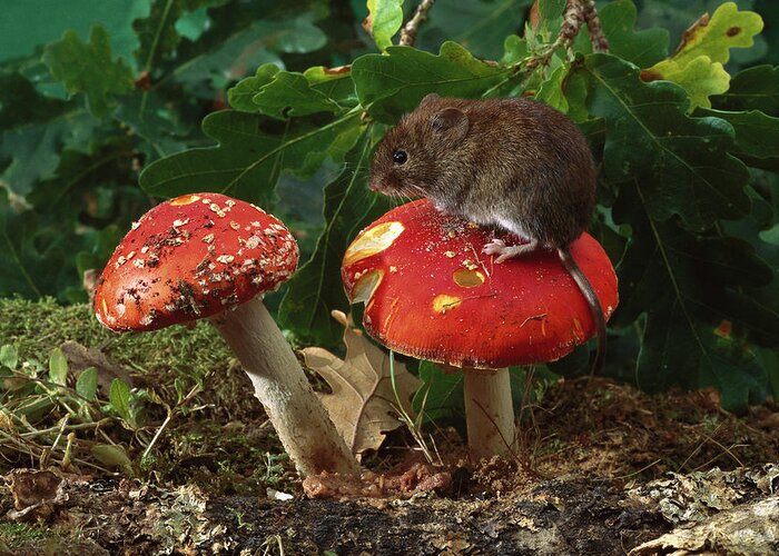 Flpa Greeting Card featuring the photograph Bank Vole on Mushroom by Derek Middleton