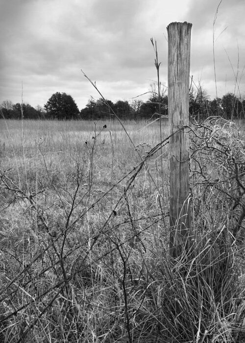  Greeting Card featuring the photograph Barbed Wire Tangle in Black and White by Ann Powell