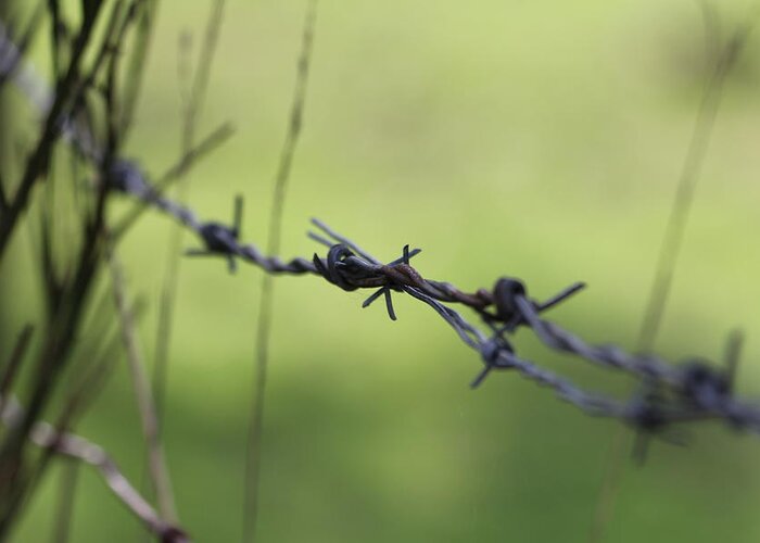 Barbwire Greeting Card featuring the photograph Barbs on the Fence by KATIE Vigil