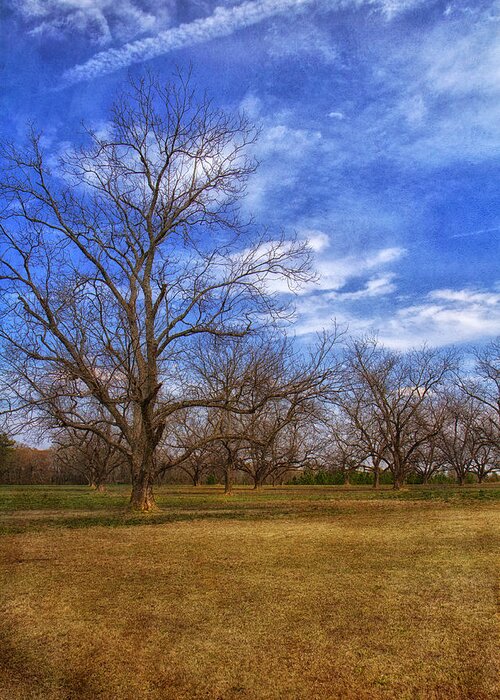Tree Greeting Card featuring the photograph Bare Pecan Trees by Kim Hojnacki