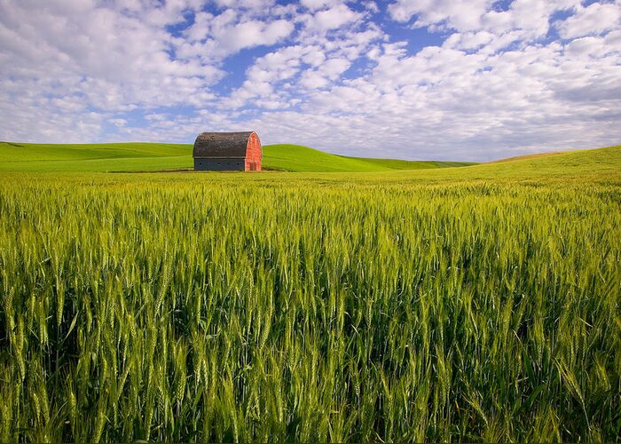 Agriculture Greeting Card featuring the photograph Barn and Wheat by Randy Green