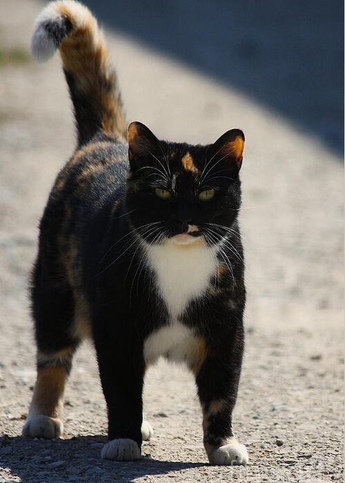 Cat Greeting Card featuring the photograph Barn Cat Stare by Veronica Batterson