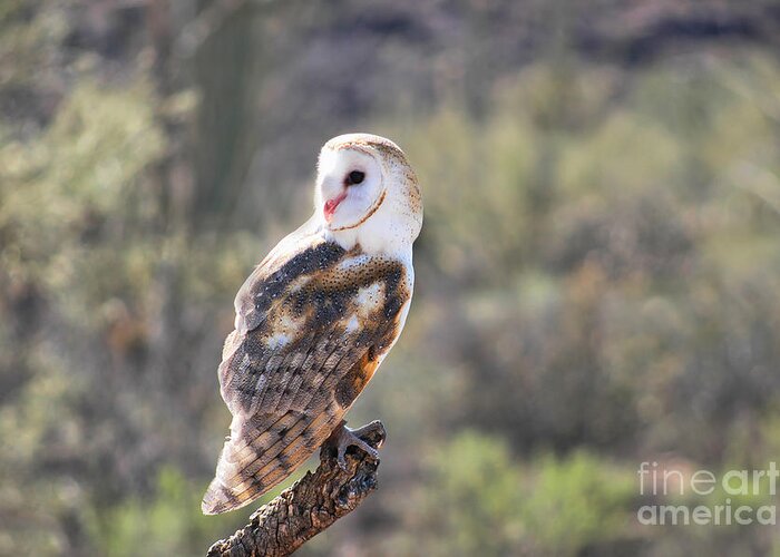 Owl Greeting Card featuring the photograph Barn Owl 1 by Al Andersen