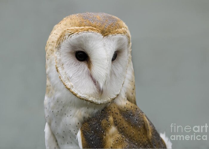 Barn Owl Greeting Card featuring the photograph Barn Owl No. 7 by John Greco