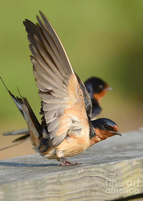 Swallow Greeting Card featuring the photograph Barn Swallow by Kathy Baccari